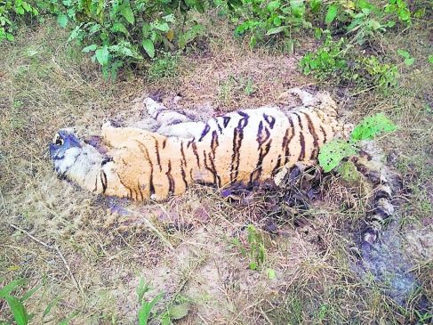 Forest department initiated strict action on the death of tigers