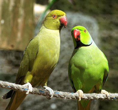 Easy Vastu tips for parrot, parrots benefits, parrot in the home Easy Vastu tips for parrot, parrots benefits, parrot in the home