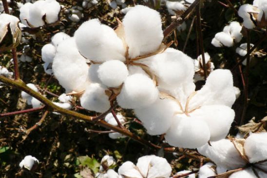 compensation : 15 thousand on cotton-paddy 5,868 rupees per acre