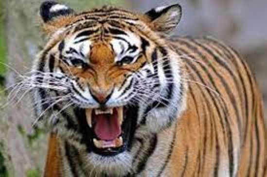 200 Forest officers appointed for searching of man eater tiger