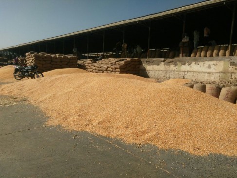 43 thousand farmers sold 40 lakhs quental makka in chhindwara