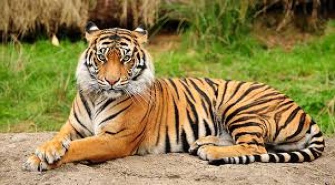 Bombay High Court stays shoot at sight order against tigress
