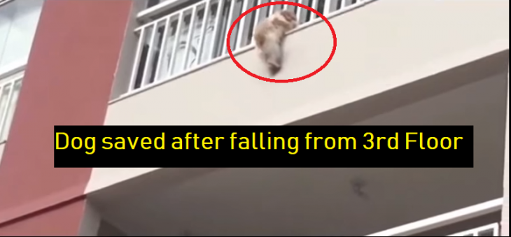 डॉग की जान बचाकर इन लोगों ने पेश की इंसानियत की मिसाल, देखें VIDEO