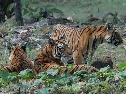 carelessness in counting of tigers in nagpur maharashtra