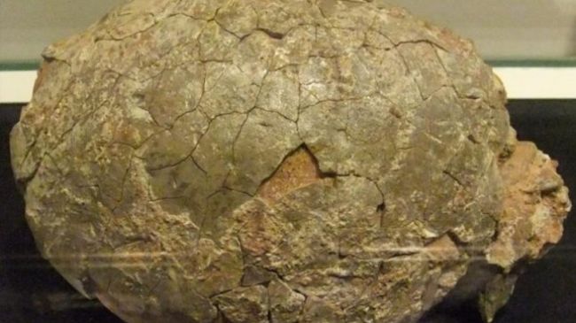 गुजरात में मिला डायनासोर का अंडा, मचा हड़कंप