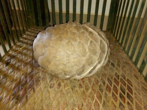 forest department arrested five accused with wildlife pangolin