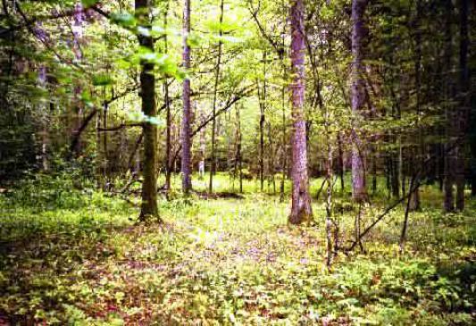 Gorevada forest destroys 50 acres of area in nagpur district