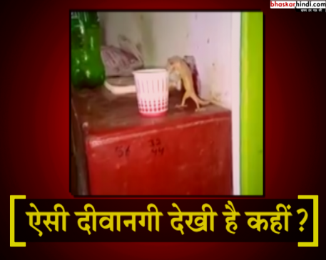 इस छिपकली को भी है चाय पीने की लत, यकीन नहीं तो देखें ये वीडियो