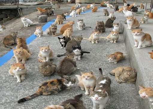 Police seized 56 cats, woman demand to return from high court