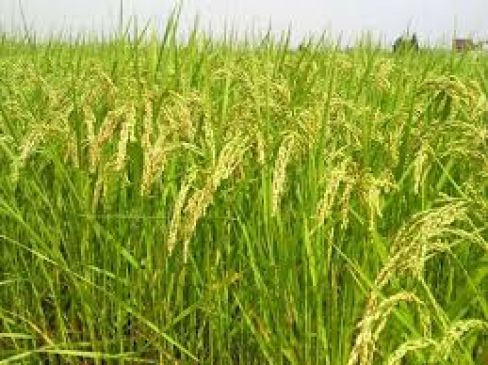 Rabi crops have been sown in 42.76 lakh hectare area of state