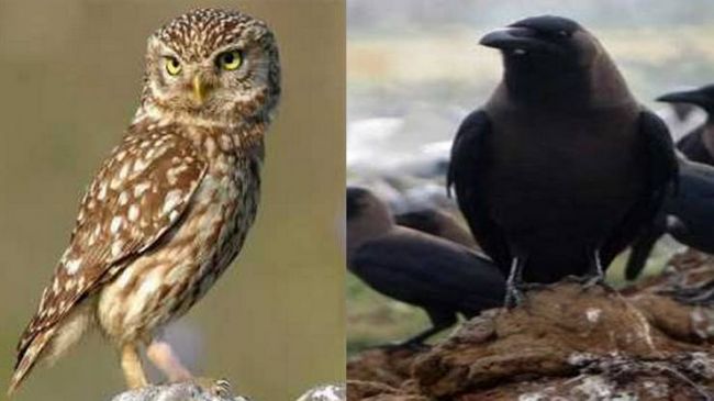 Shagun apshagun, Be alert if owl and crow giving you these sanket