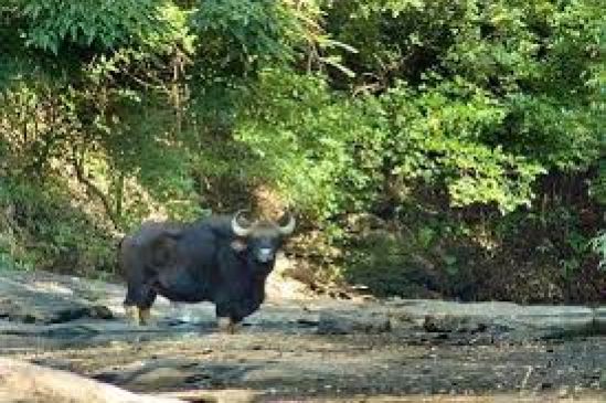 State Wildlife Board Meeting: a new Sanctuary will built in chandrapur