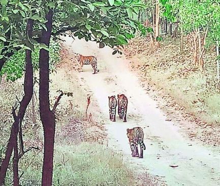 tigress appeared in Umred Karandala