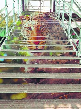 View of the jungle safari will see soon at Nagpur railway station