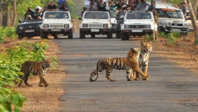 Weekend will be double expensive in Tadoba Tiger Reserve