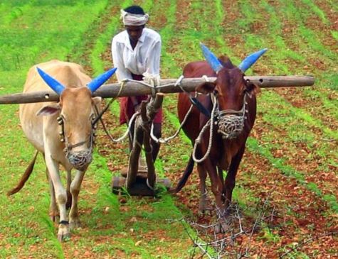 33 thousand farmers of the district suffering from natural calamity