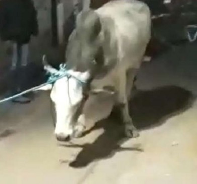 A angry bull was attacked on old in Market, he died on the Spot