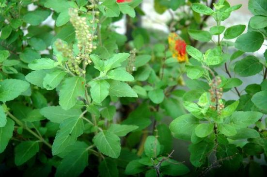 Benefits of the tulsi, tulsi puja or Worship of the Tulsi plants