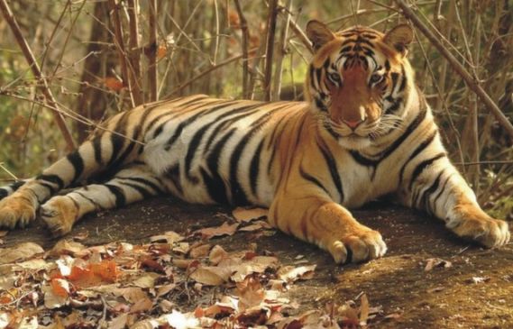 body of an adult tiger, it was found at  jungle in bad condition