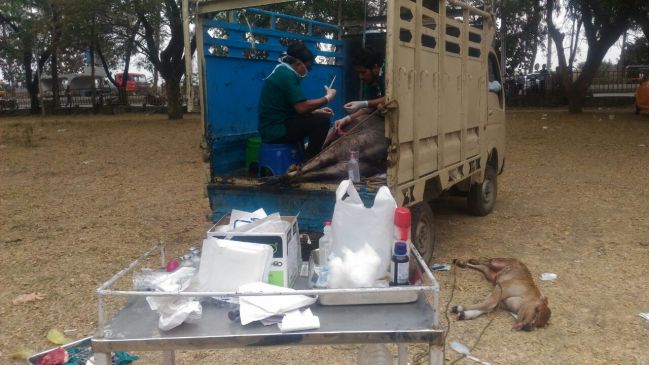 By Caesar Doctors save the cows life, Calf died in its stomach