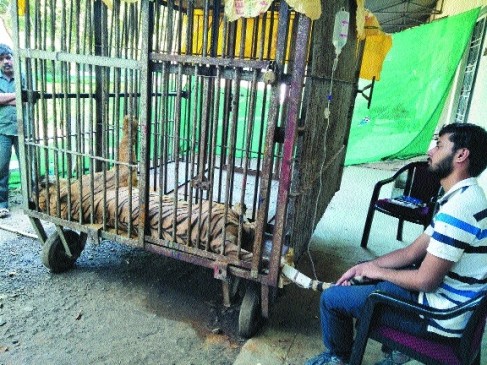 doctors team engaged in treatment of tigress jaai.