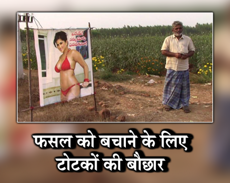 आखिर सनी लियोनी का इस किसान की खेती से क्या है कनेक्शन ?