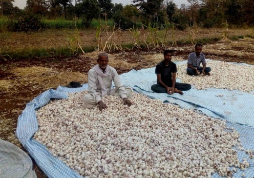 Farmers loss in highest margin in onion and Garlic crop