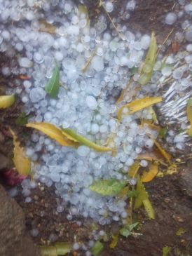 Heavy hail storm on Sunday morning in vidharbha, Crop wasted