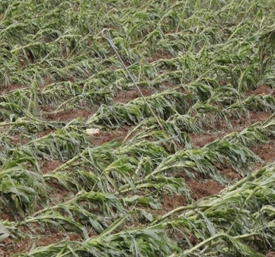 Huge loss of 125 villages in Nagpur district, bawankule Visits