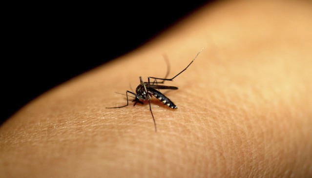 If the mosquitos larvae found in the house have to fill the fine