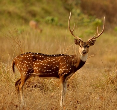 In Forest area of Birsa, Damoh 2 people arrested with meat of Chital