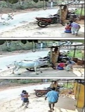 8 साल की बाहुबली : भाई को बचाने गाय से भिड़ी ये लड़की, देखें Video