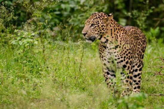 Satpura and pench Park team search opration for Man-eating leopard