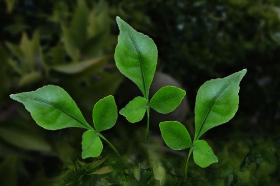 Shiva puja With the Bilva Or Vilva Leaf On The Maha Shivratri