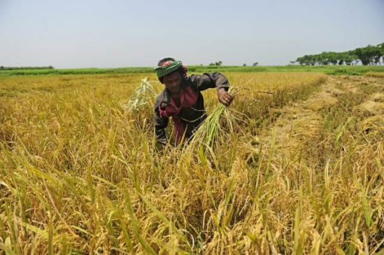 support price on paddy with two hundred rupees incentive amount per quintal