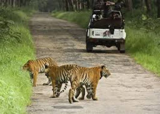 TadobaJungle Safari Expensive on Weekend, pay extra money