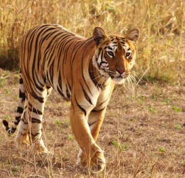 The number of tigers has increased in Bandhavgarh Tiger Reserve