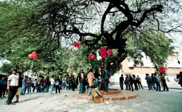 इस वर्जिन ट्री की पूजा करने से आपको मिलेगा आपका वेलेंटाइन !