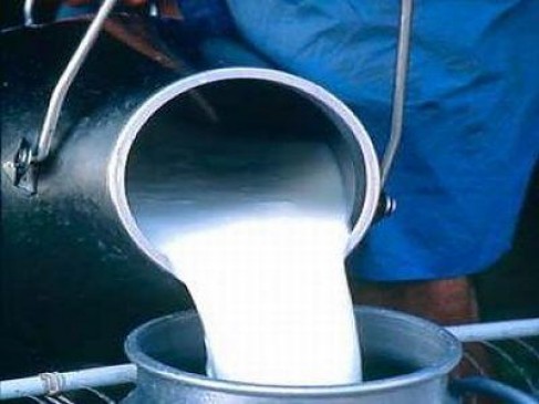 1263 milk companies of the Vidarbha going on stage of bankruptcy