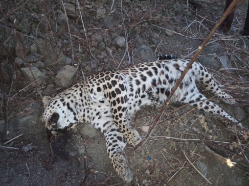 2 leopards found dead in Butibori Forest range: Wildcat worried