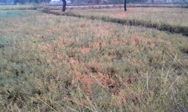 30000 per hectare compensation will be given on the loss of half a crop