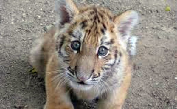 A five month old cub was found dead in Pench Tiger Reserve