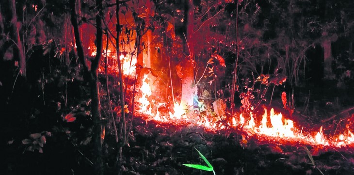 A terrible fire in the buffer zone of Nagzira-Navegaon corridor in gondia
