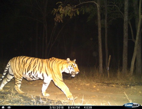 Battle between Tiger and Tigers in Pench National Park