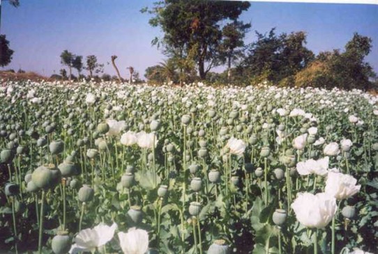 Farming of other narcotics like hemp in singrauli district