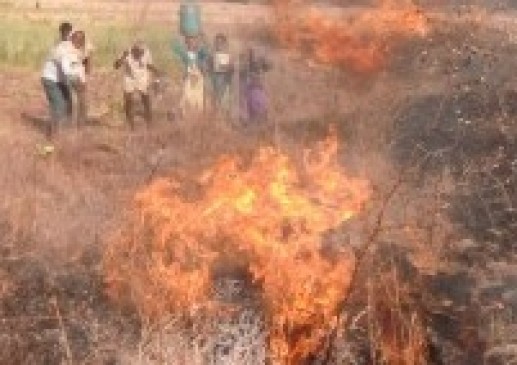 Flaming fire in the field - standing crop in three acres burnt