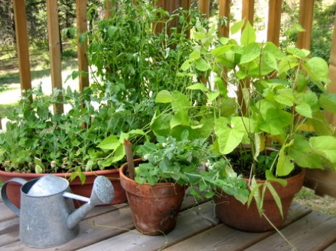 Gardening in Summer Season: Women doing Vegetables grown in Pots