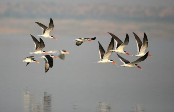 Hunting of birds in the forest of Tadoba chandrapur maharashtra
