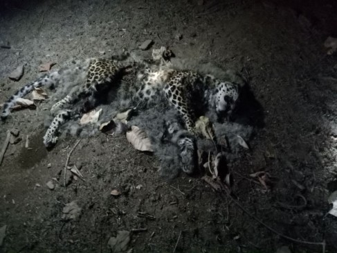 Leopard cubs dead body found from forest of katni MP
