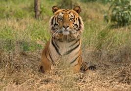 Meneater tigress delivers 2 cubs in Nagpur, shoot order cancelled